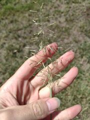 Eragrostis tenuifolia