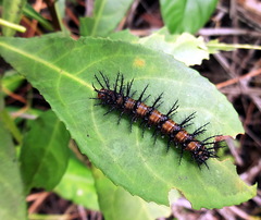 Acraea