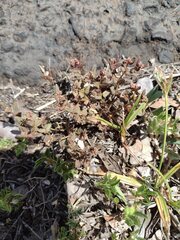 Euphorbia ophthalmica