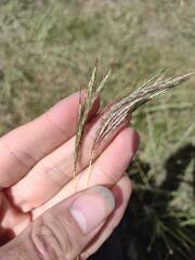 Bothriochloa pertusa