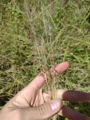 Melinis repens