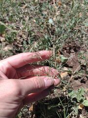 Eragrostis barrelieri