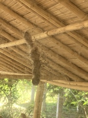 Metapolybia