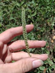 Tragus berteronianus