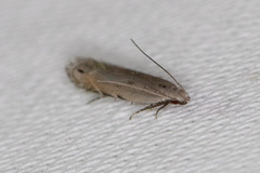 Battaristis nigratomella