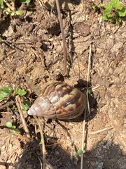 Lissachatina fulica