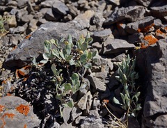 Eriogonum kingii