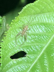 Trigonidiidae