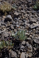 Eriogonum desertorum
