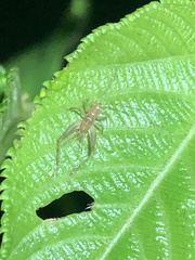Trigonidiidae