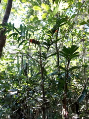Dypsis concinna