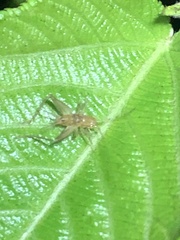 Trigonidiidae