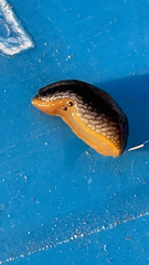Arion hortensis