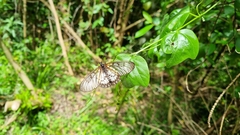 Acraea andromacha