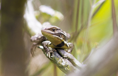 Stenocercus trachycephalus