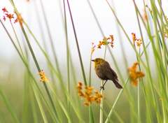 Chrysomus icterocephalus