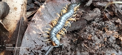 Scolopendra
