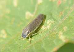 Obtusana