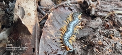 Scolopendra