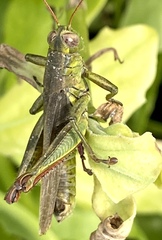 Melanoplus yarrowii