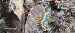 Scolopendra