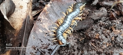 Scolopendra