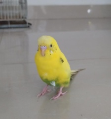 Melopsittacus undulatus domesticus