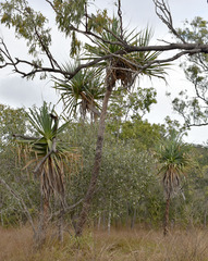 Pandanus cookii