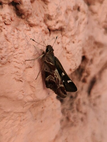 Chestnut-marked Skipper