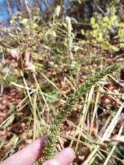 Agastache nepetoides