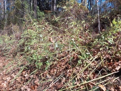 Agastache nepetoides