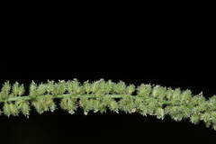 Tragus berteronianus