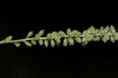 Tragus berteronianus