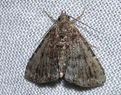 Phlyctaina irrigualis