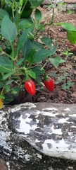 Capsicum