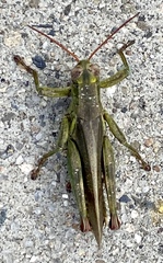 Melanoplus yarrowii