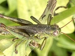 Melanoplus yarrowii
