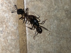 Camponotus atriceps