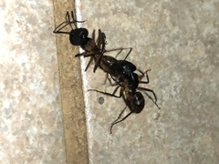 Camponotus atriceps