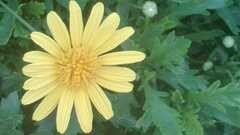 Euryops chrysanthemoides