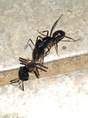 Camponotus atriceps