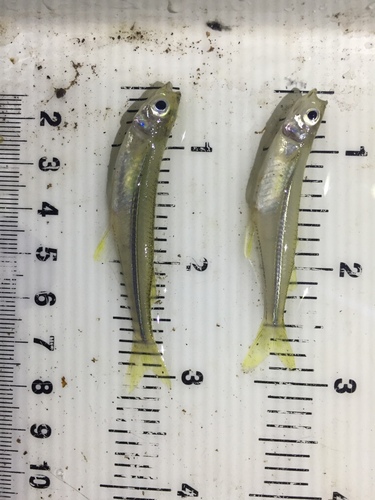 Miller's silverside (Atherinella milleri) — Atherinopsidae — 3