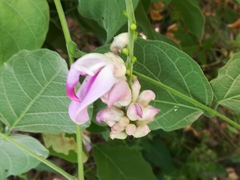 Canavalia septentrionalis