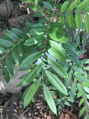 Simarouba