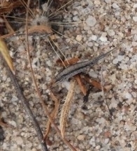 Meinertellidae