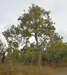 Melaleuca nervosa