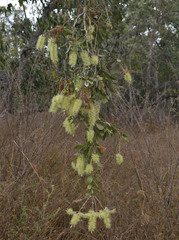 Melaleuca nervosa