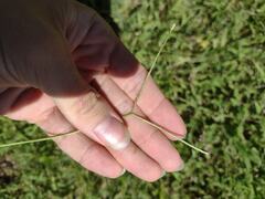 Paspalum conjugatum
