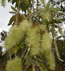 Melaleuca nervosa