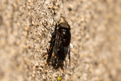 Copestylum violaceum
